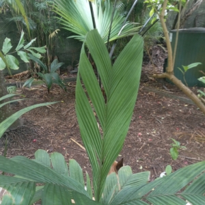 Henri Brun Pinanga sessipholia