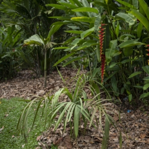 Hydriastele ramsayi thriving in wet Singapore