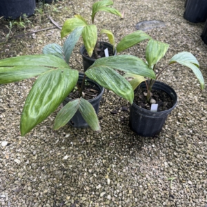 Rare Palm Ranch 1 gal Flamethrower Palm