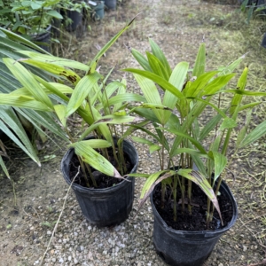 Rare Palm Ranch Euterpe edulis 2