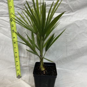 Jungle 9 windmill Palm 4”