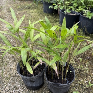Rare Palm Ranch Euterpe edulis 1