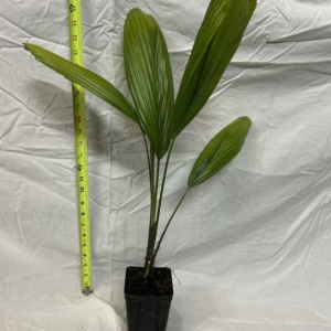 Jungle 9 Licuala grandis 4”