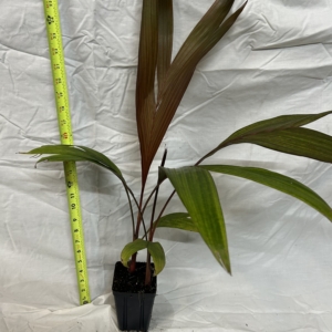 Jungle 9 Areca vestiara