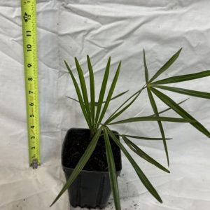 Jungle 9 old man palm