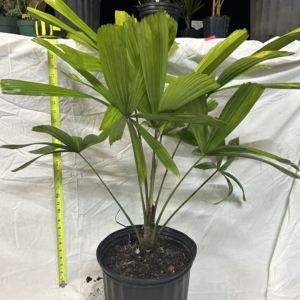 Jungle 9 licuala Ramsayi