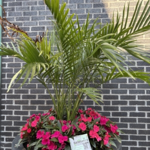 Crocker Park Cat Palm