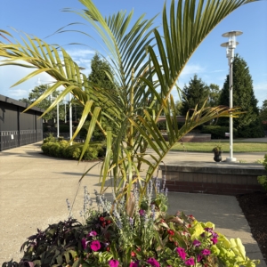Richmond Center spindle palm
