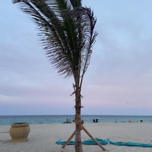 Young coconut palm