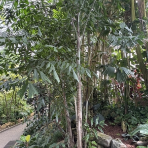 Caryota mitis Krohn Conservatory