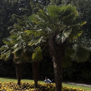 Dublin Windmill Palm