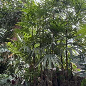 Rhapis excelsa Krohn Conservatory