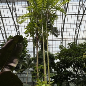 Ptychosperma Macarthurii Krohn Conservatory