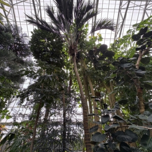 Krohn Conservatory Howea belmoreana