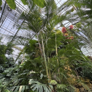 Krohn Conservatory Chrysalidocarpus lutescens