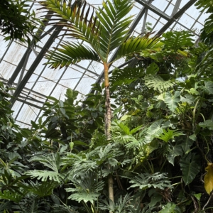 Areca vestiaria - orange Krohn Conservatory