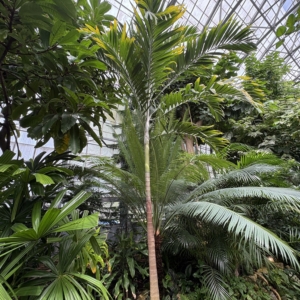 Krohn Conservatory Veitchia arecina