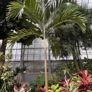 Krohn Conservatory Adonidia merrillii