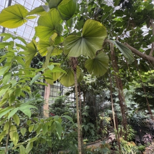 Licuala grandis Krohn Conservatot