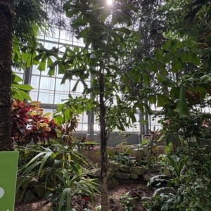 Aiphanes horrida Krohn Conservatory
