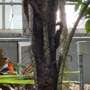 Aiphanes horrida trunk Krohn Conservatory