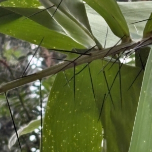 Aiphanes horrida leaf Krohn Conservatory