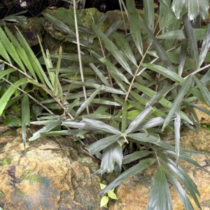 Arenga engeleri Krohn Conservatory