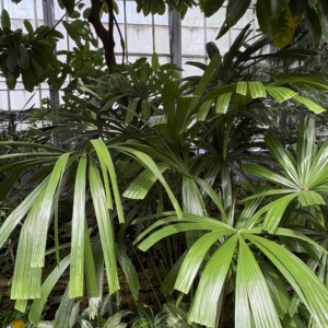 Licuala Spinosa Krohn Conservatory