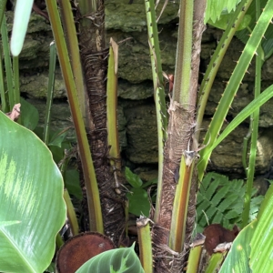 Licuala spinosa Krohn Conservatory