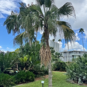 Luke Peddicord Livistona Chinensis 1