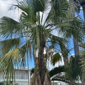 Luke Peddicord Livistona Chinensis 2