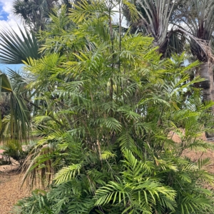 Luke Peddicord Cat Palm