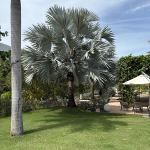 Bismarck palm