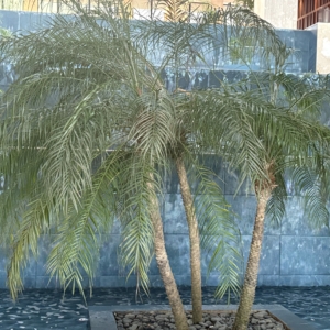 Live Aqua Punta Cana