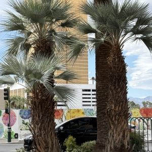 Las Vegas Brahea armata