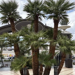 Las Vegas Chamaerops humilis