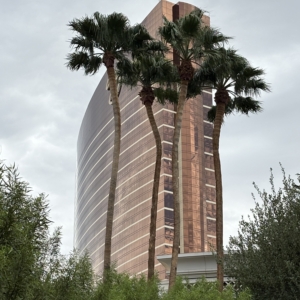 Las Vegas Washingtonia robusta