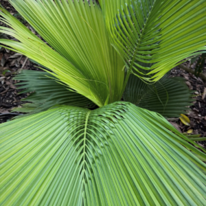 Top Notch Tropical Beccariophoenix fenestralis 1