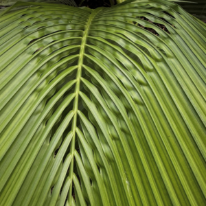 Top Notch Tropical Beccariophoenix fenestralis 3