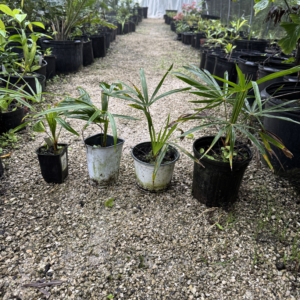 Rare Palm Ranch Coccothrinax fragrans