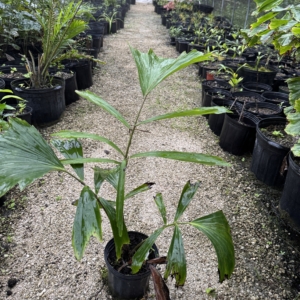 Rare Palm Ranch Arenga pinnata