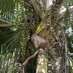 Latania verschaffeltii