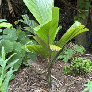 Jungle 9 Obi Island Palm