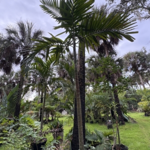 Jungle 9 Ptychosperma salomonense