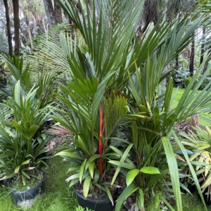 Jungle 9 Sealing Wax Palm