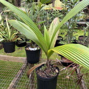Jungle 9 Syagrus boteyophora