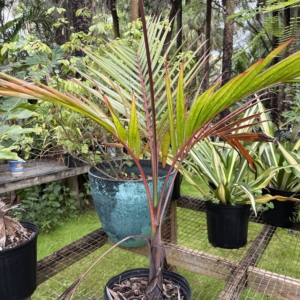 Jungle 9 Nursery Hurricane Palm