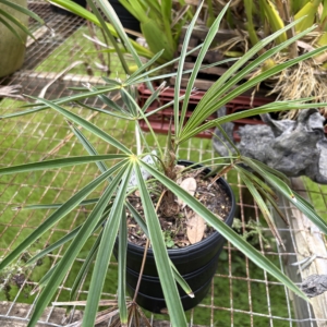 Jungle 9 Old Man Palm