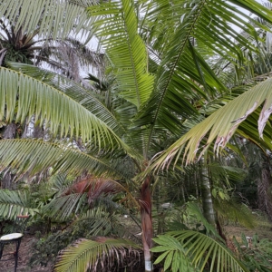 Jungle 9 Teddy Bear Palm