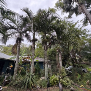 Jungle 9 Spindle Palms